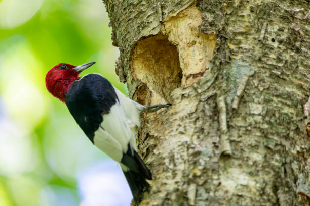 istock The red-headed woodpecker on a tree with a nest cavity. 1338181791