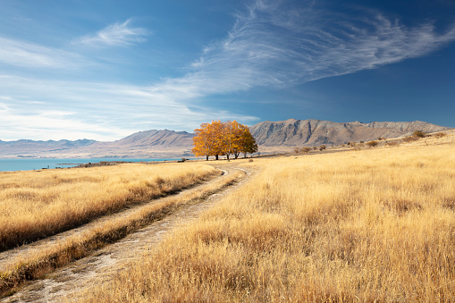 Autumn in the Makenzie Country, New Zealand. Close to the shores of Lake Tekapo, a track works it way through golden grasses towards a group of trees. Mountains can be seen in the distance. Cloud in the blue sky mirrors the line of the track.