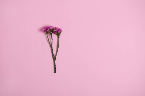 istock Beautiful pink meadow flower isolated over pink background with copy space. Flat lay composition, still life. 1338183411