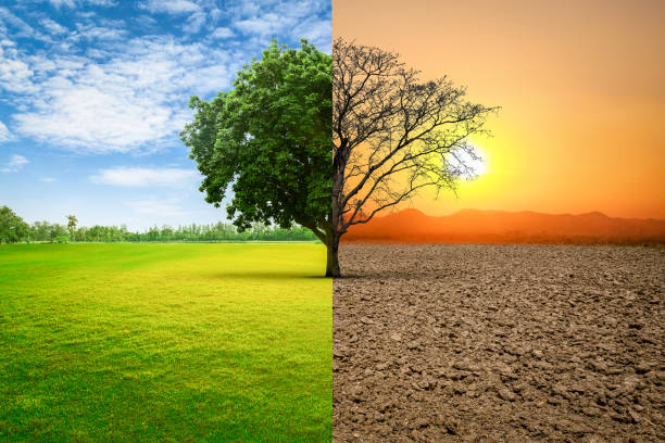 istock Environmental and global warming concepts, Live and dead big A Tree. 1338184576