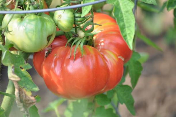 Large tomato growing  in the garden. Close up of big, juicy tomato hanging on the tomato cage. 
Pomidory malinowe. tomato cages stock pictures, royalty-free photos & images