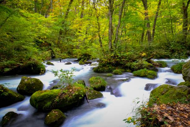 istock Oirase Stream in Aomori, Japan 1338188813