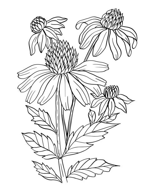 Coneflower summer flower black and white outline drawing coloring vector illustration vector art illustration