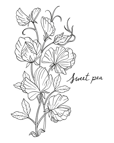 Sweet pea summer flower black and white outline drawing coloring vector illustration