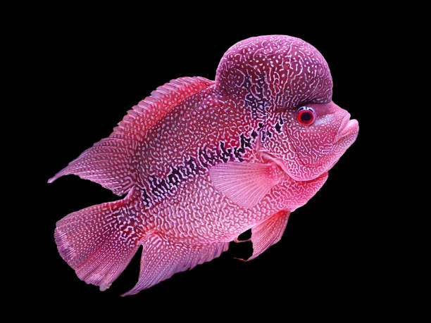 Beautiful louhan exotic pet fish in aquarium, flowerhorn chiclid fish, crossbreed stock photo