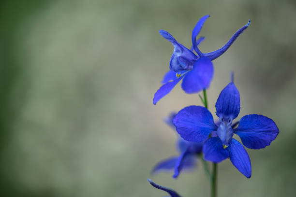 Beauty in the Blooming Summer Garden