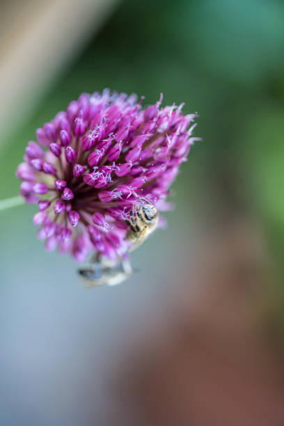 istock Close -up  Allium Drumstick Blooming in Summer Garden 1338192828