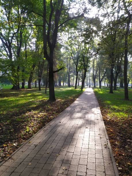 istock The sun shines through the branches of trees 1338193818