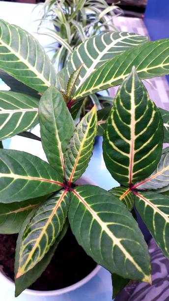 istock Aphelandra Zebra Plants 1338193981