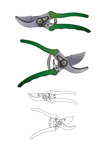 Vector illustration of Typical secateur, garden shears, garden clippers – easy to edit