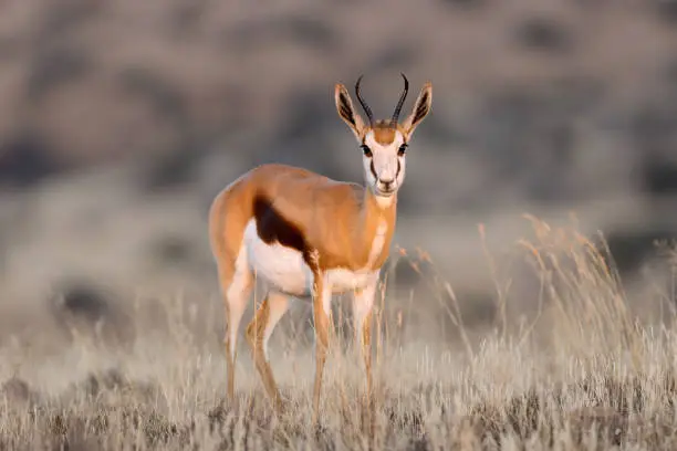 A springbok antelope (Antidorcas marsupialis) in grassland, Mokala National Park, South Africa