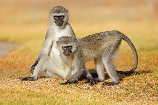 Dos monos vervet (Cercopithecus aethiops) sentados en el suelo, Sudáfrica photo