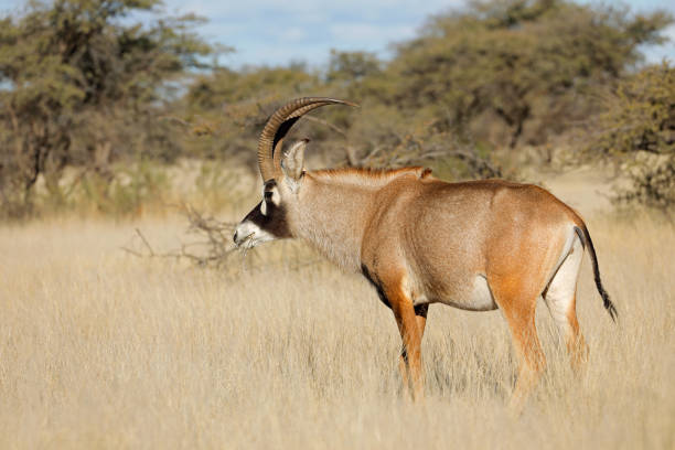 редкая антилопа роан в естественной среде обитания, национальный парк мокала, южная африка - equinus стоковые фото и изображения