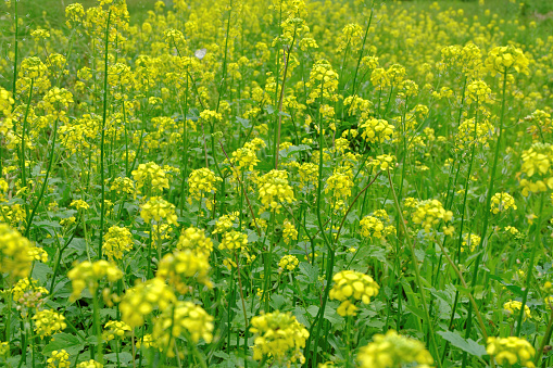 A mustard field covered with bright, yellow flowers. Selective focus.