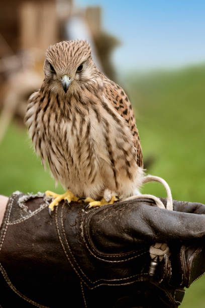 istock Young falcon training for falconry sits perched on the trainer's gloved hand 1338197782