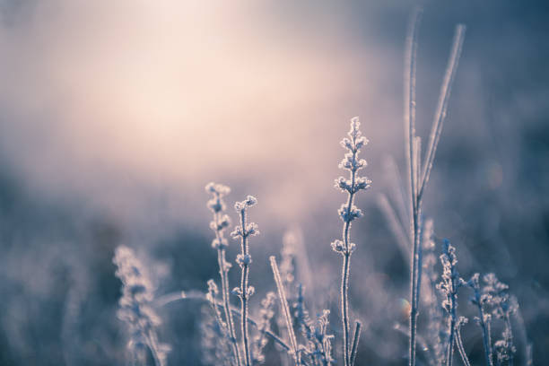 istock Frosted plants in winter forest at sunrise. 1338197830