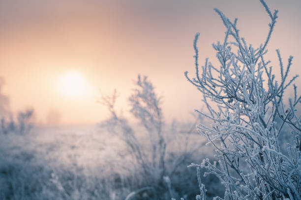 istock Frosted plants on the forest meadow at sunset. 1338197842