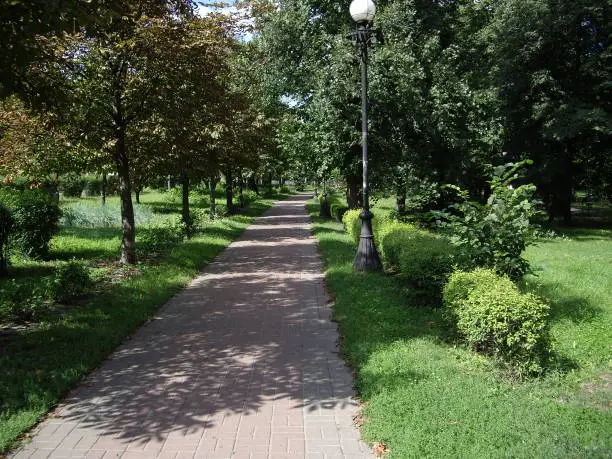 Greened street in the park in a the spring