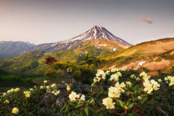 Vilyuchinsky volcano and blooming yellow rhododendrons at sunset. Kamchatka peninsula, Russia. Beautiful summer landscape