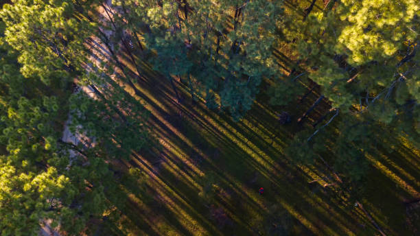 Free picture: Dark green forest with shadow of trees with backlight sunrays
