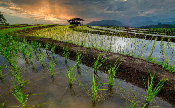 Terraced rice field in harvest season in Mu Cang Chai, Vietnam. Terraced rice field in harvest season in Mu Cang Chai, Vietnam. geochelone yniphora stock pictures, royalty-free photos & images