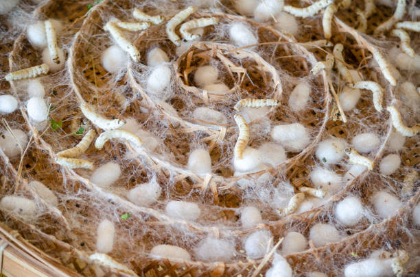 seidenraupe mit weißem kokon im holztablett für thailändisches traditionelles seidenproduktionskonzept - silkworm stock-fotos und bilder