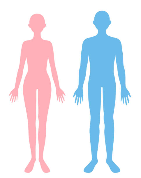 ilustrações de stock, clip art, desenhos animados e ícones de man and woman full body flat illustration. beauty and health care concept - dieting front view vertical lifestyles