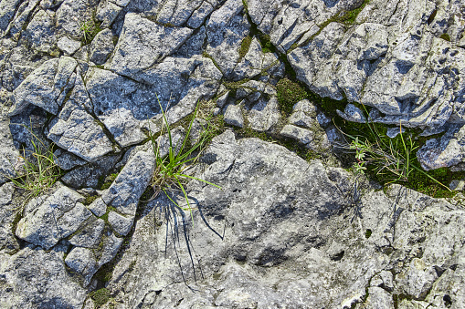 Orange and gray lichens on coastal limestone stones and rocks in Crimea, Tarkhankut