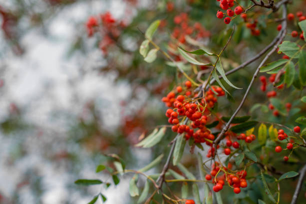 eberesche (sorbus) baum mit reifer beere. - berry fruit fruit ash autumn stock-fotos und bilder