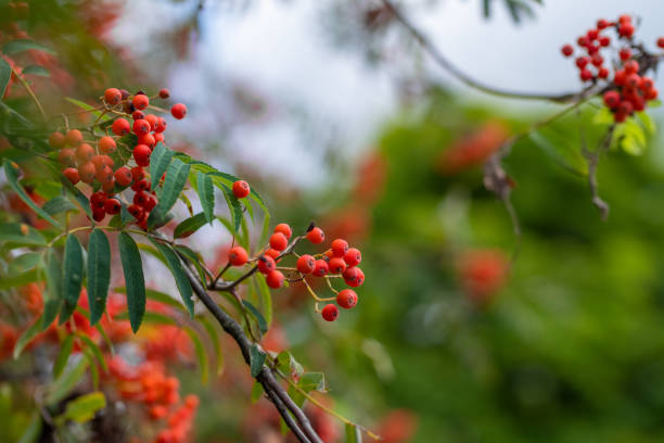 eberesche (sorbus) baum mit reifer beere. - berry fruit fruit ash autumn stock-fotos und bilder