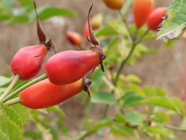 Sour wild rosehip fruit on branch at Istanbul turkey