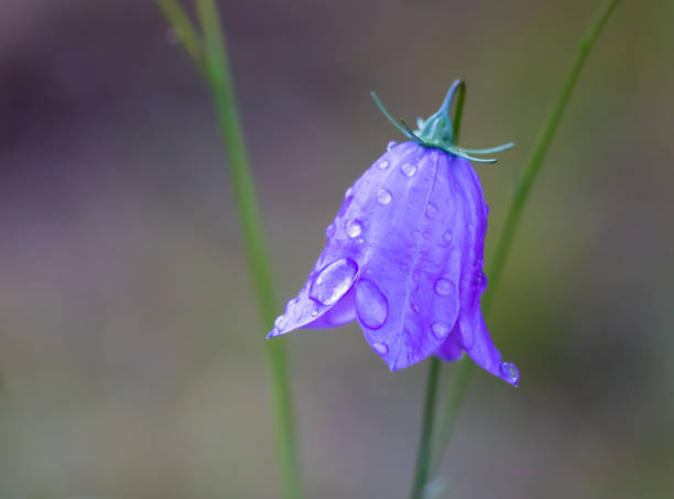 Closeup of a wild Blue Campanula bellflower with rain drops on blurry background outdoors