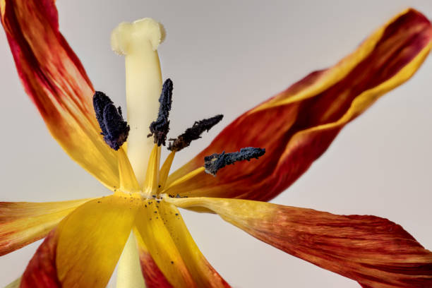 Aperture 11, exposure time 1.5 sec., ISO 200, UV filter, macro lens 100 mm, tripod, 2 flashes, film brightening, focus stacking,