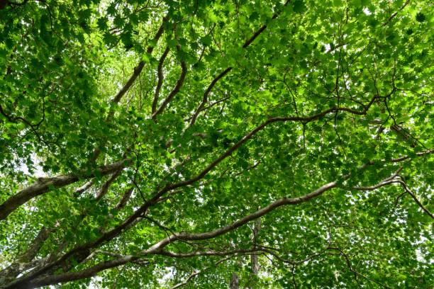 istock The tree in the forest of Mt. Akagi ( Scientific name : Acer japonicum ) 1338206991
