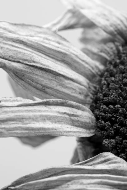 istock close-up organic dried chamomile detail 1338207082