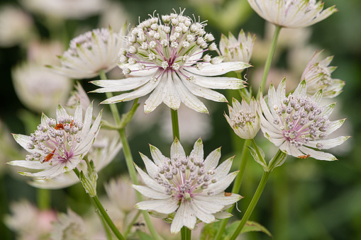 Close up of astrantia flowers in bloom