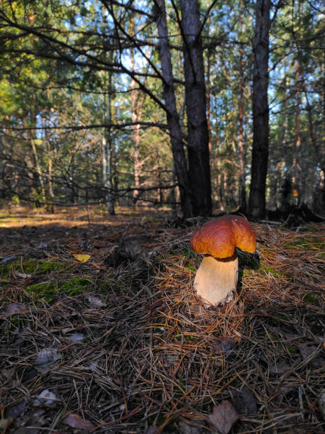 istock large cep mushroom grows in coniferous wood 1338208030