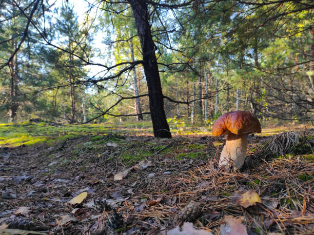 istock large cep mushroom grows in coniferous forest 1338208036