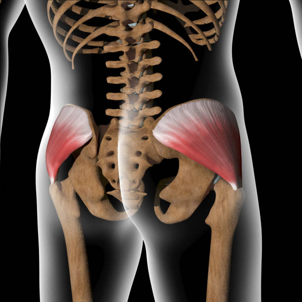 3d Illustration of Gluteus Medius Muscles on Xray Body stock photo