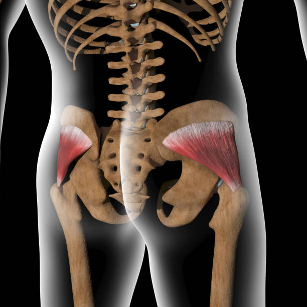 3d Illustration of Gluteus Minimus Muscles on Xray Body stock photo