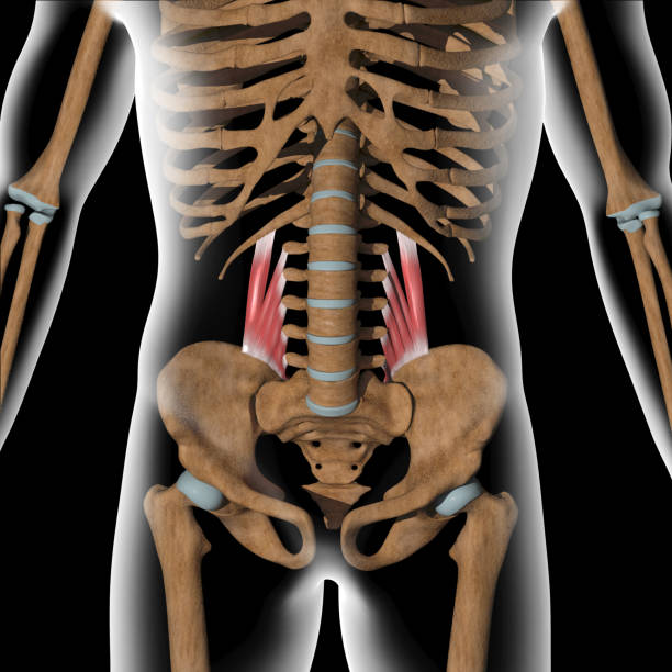3d Illustration of Quadratus Lumborum Muscles on Xray Body stock photo