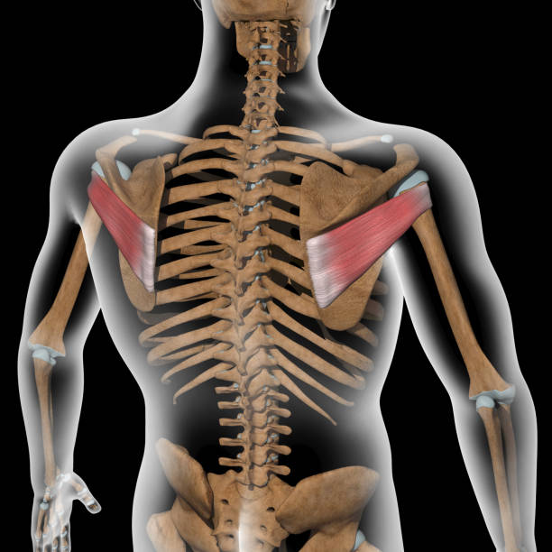 3d Illustration of the Infraspinatus Muscles on Xray Body stock photo