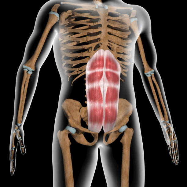 3d Illustration of the Rectus Abdominis Muscles on Xray Body This 3d illustration shows the rectus abdominis muscles on xray body abdominal cavity stock pictures, royalty-free photos & images