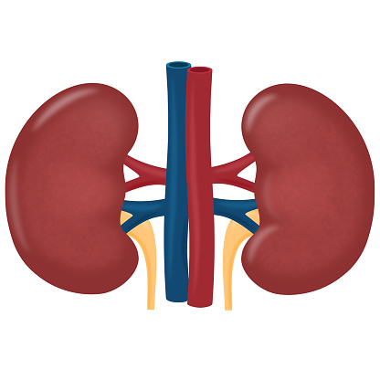 Illustration of the human kidney organ isolated