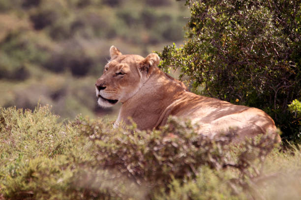 istock Single Adult Female Lioness 1338216865