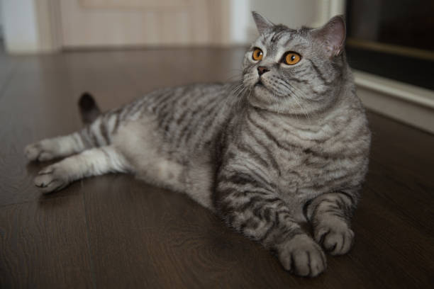 istock British breed cat lies on the floor at home 1338218231