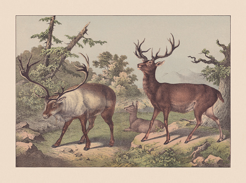 Ruminants: a) Reindeer (Rangifer tarandus); b) Red deer (Cervus elaphus, male and female). Hand colored chromolithograph, published in 1869.