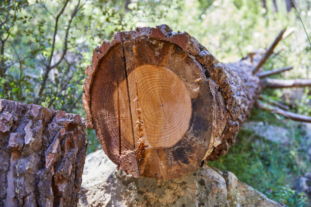 istock cross-section of pine tree trunk cut 1338219939