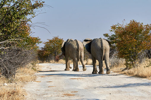 Two African elephants (Loxodonta africana) walking along safari gravel road, Etosha, Namibia, Southern Africa.
