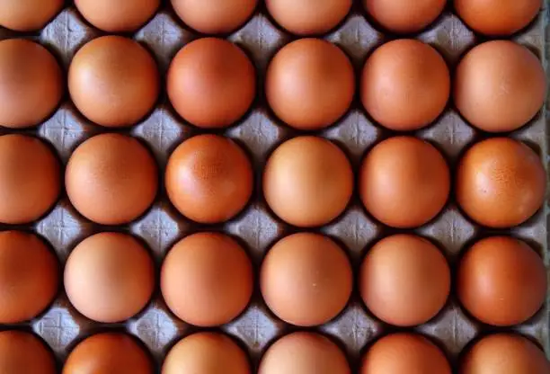 Photo of eggs rows pattern box food background